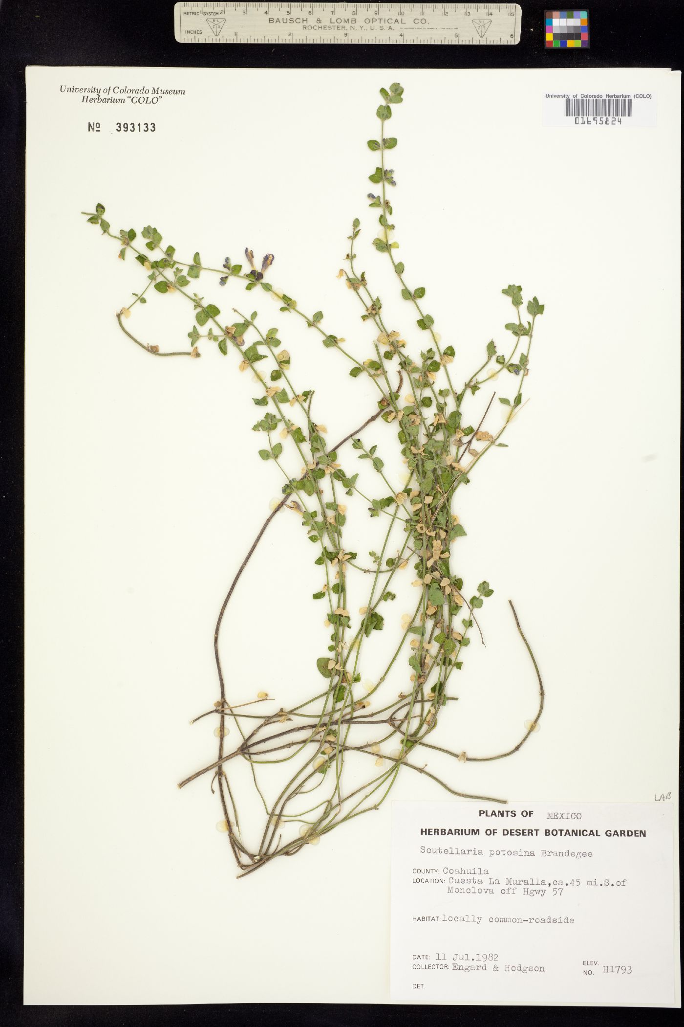 Scutellaria potosina image