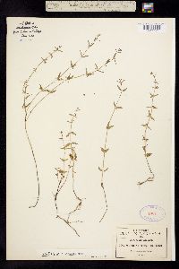 Image of Scutellaria racemosa