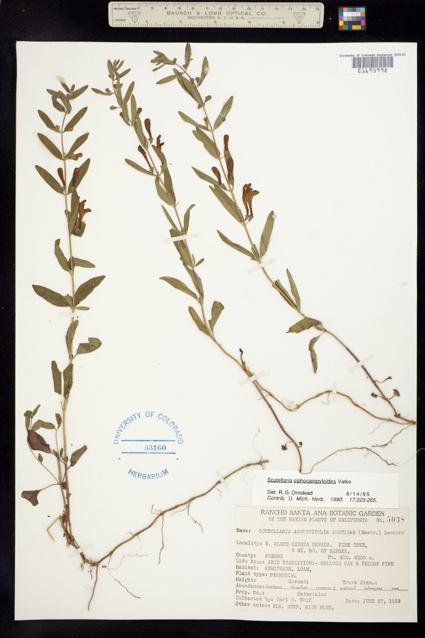 Scutellaria siphocampyloides image