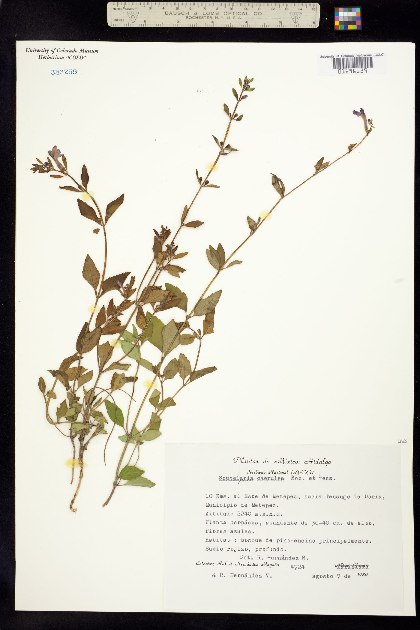 Scutellaria caerulea image