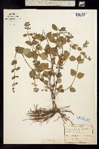 Scutellaria caerulea image