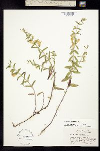 Image of Scutellaria californica