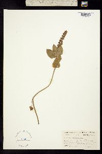 Scutellaria cordifolia image