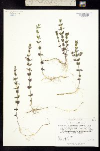 Image of Scutellaria ambigua