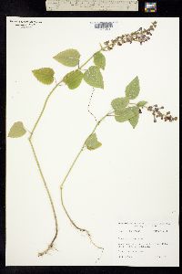 Image of Scutellaria ovata