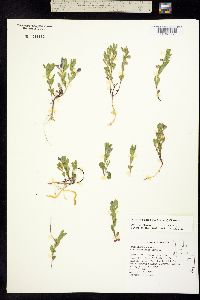 Scutellaria sapphirina image