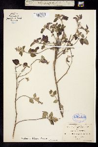 Scutellaria seleriana image