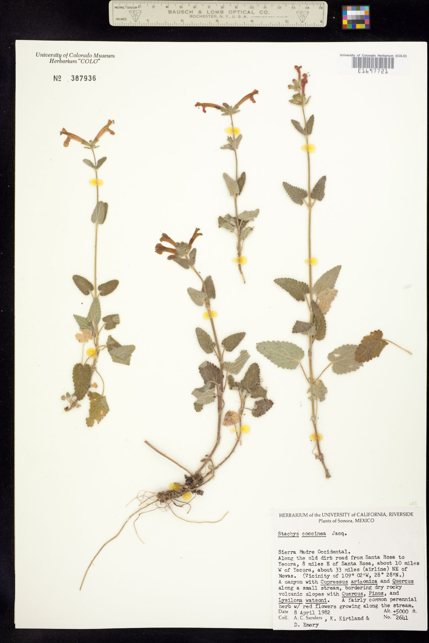 Stachys coccinea image