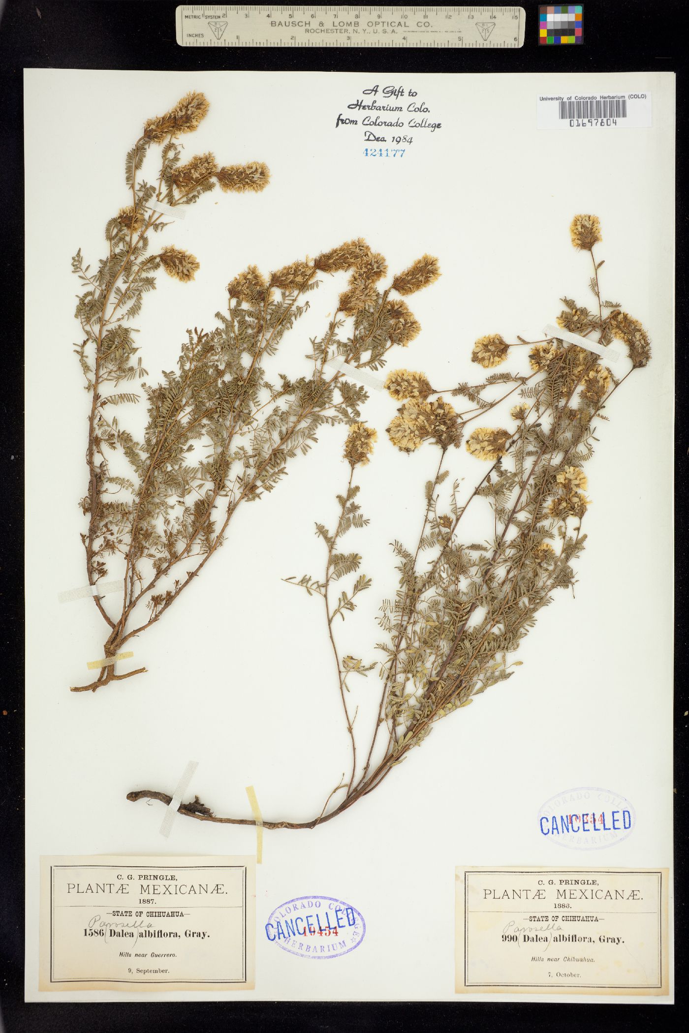 Dalea albiflora image