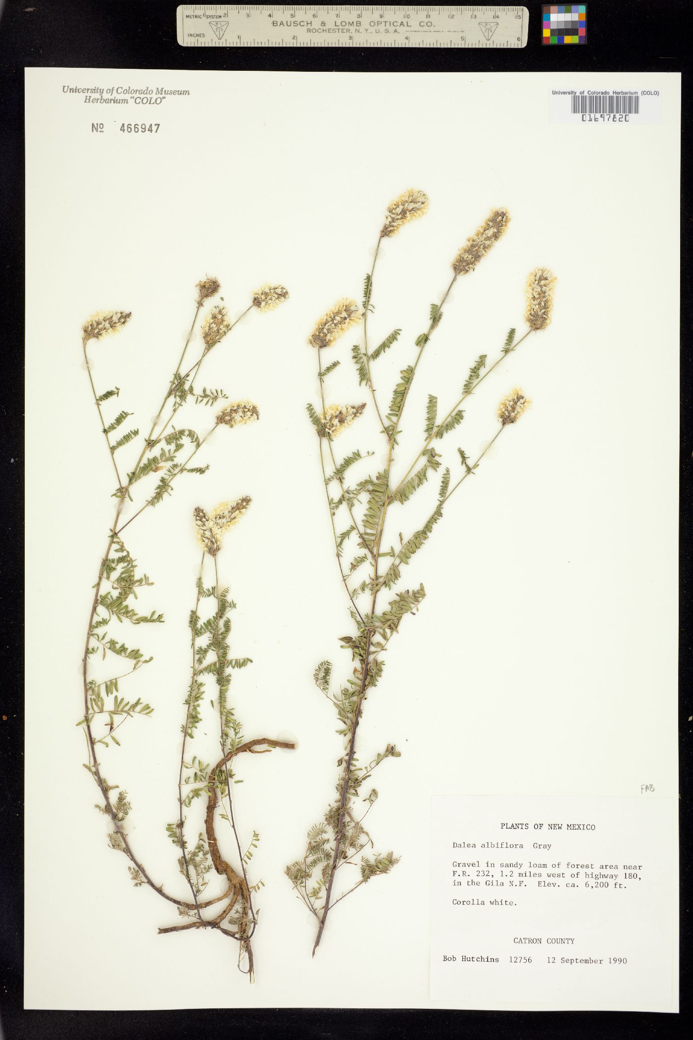 Dalea albiflora image