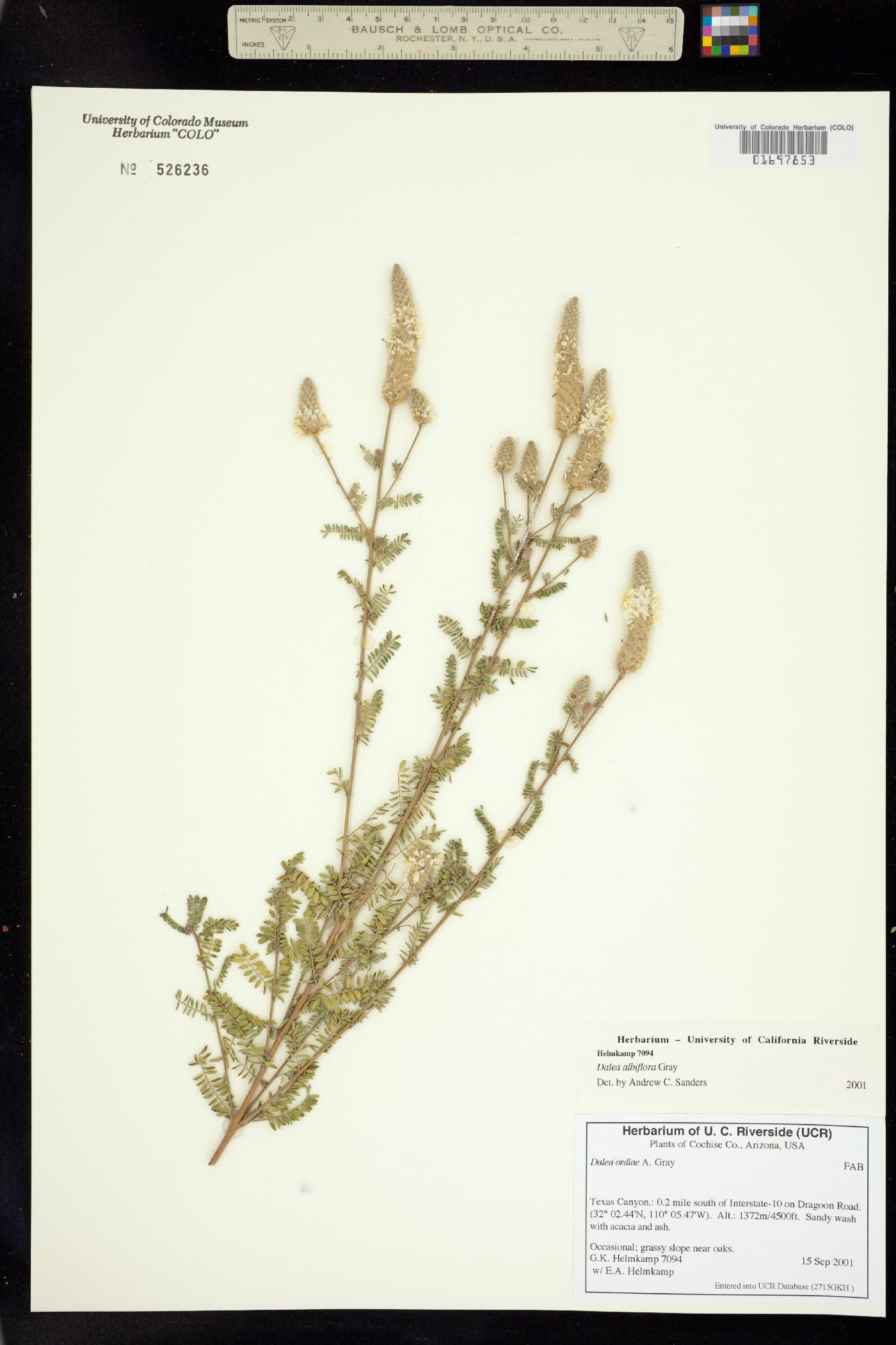 Dalea albiflora image