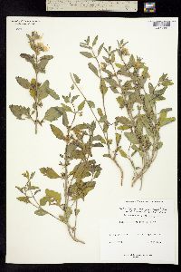 Image of Tetraclea coulteri