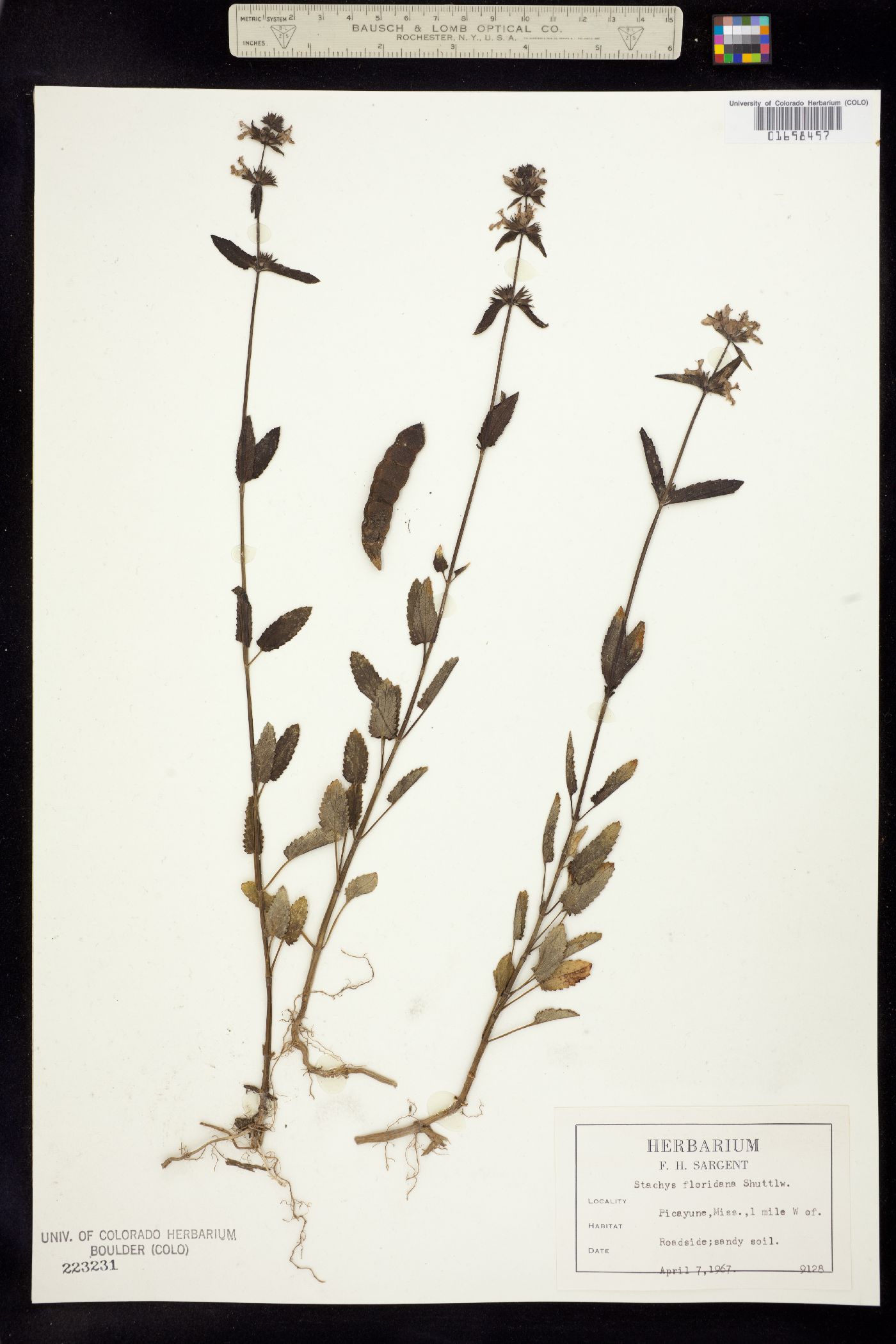 Stachys floridana image