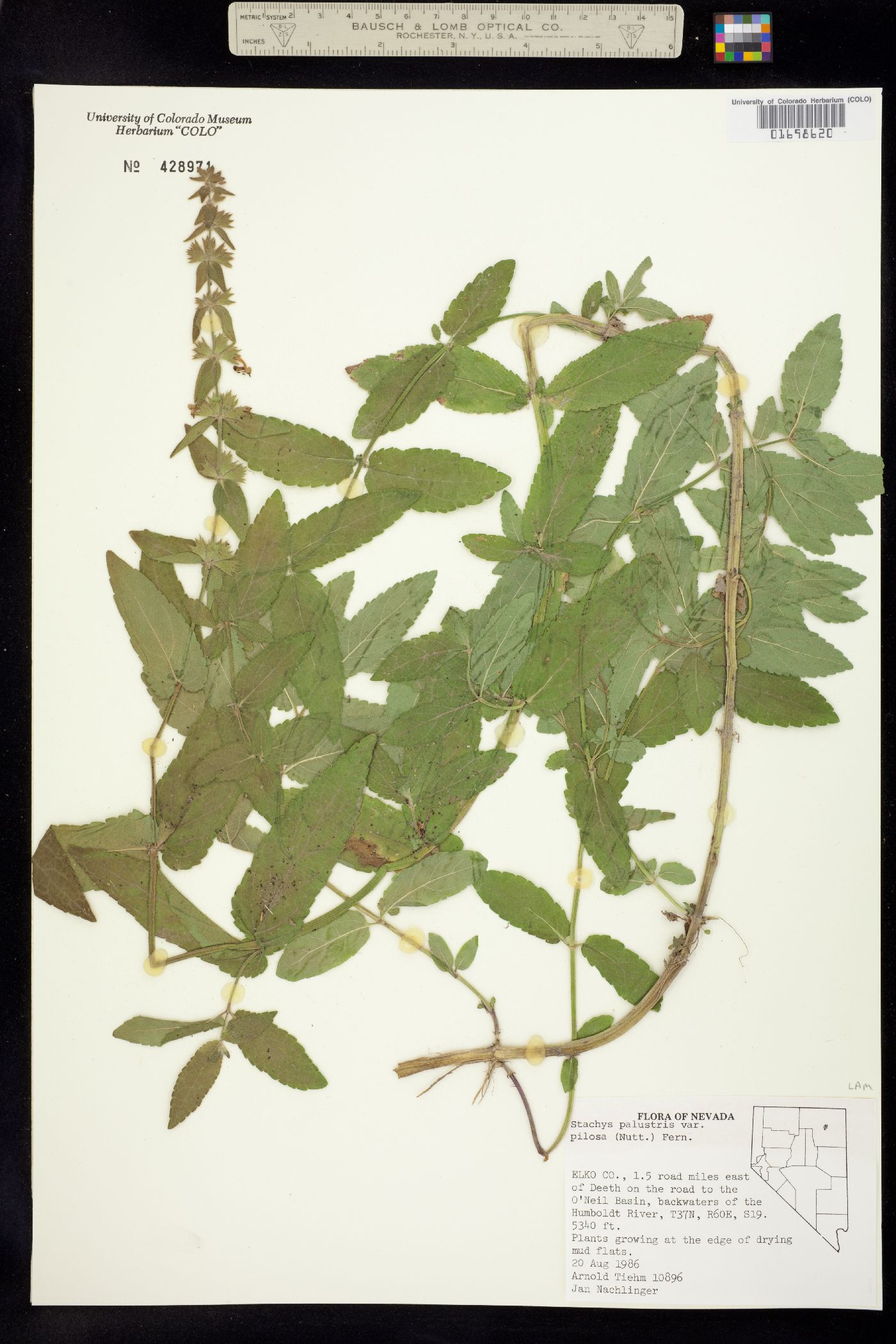 Stachys palustris image