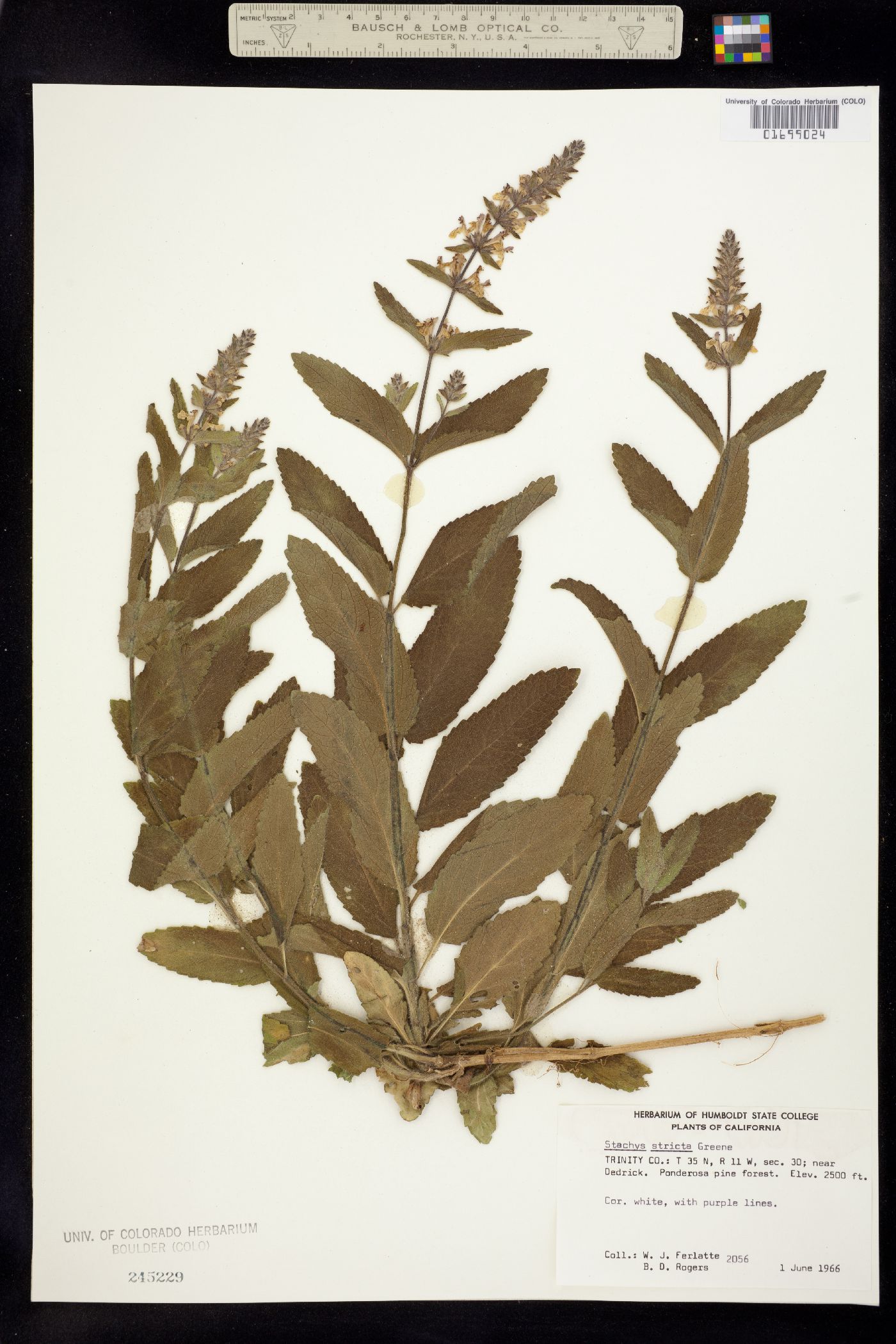 Stachys stricta image