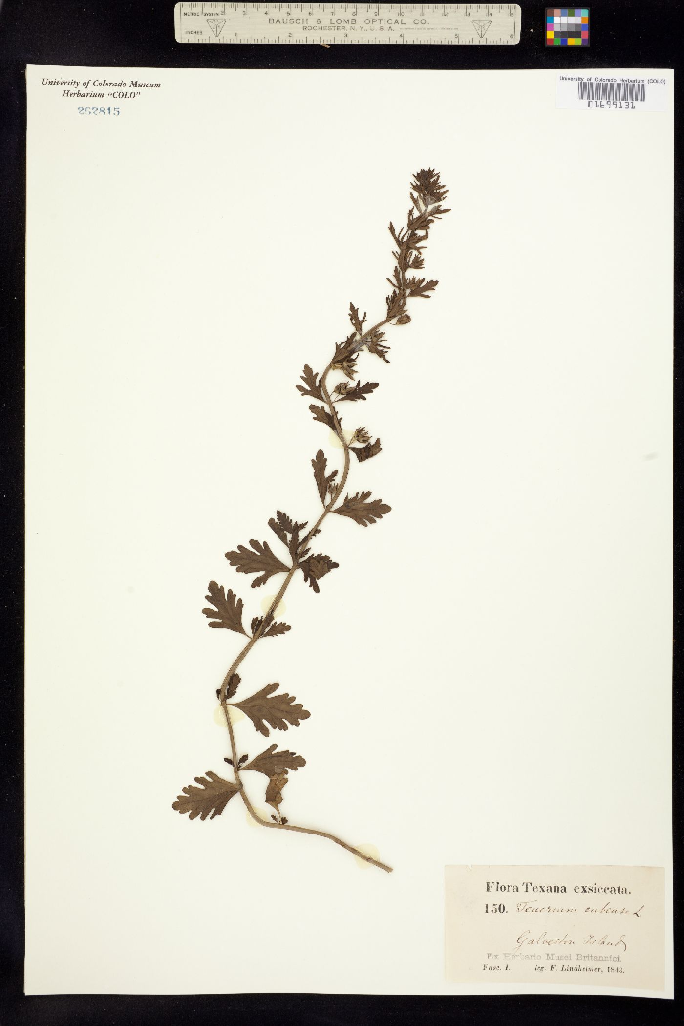 Teucrium cubense image