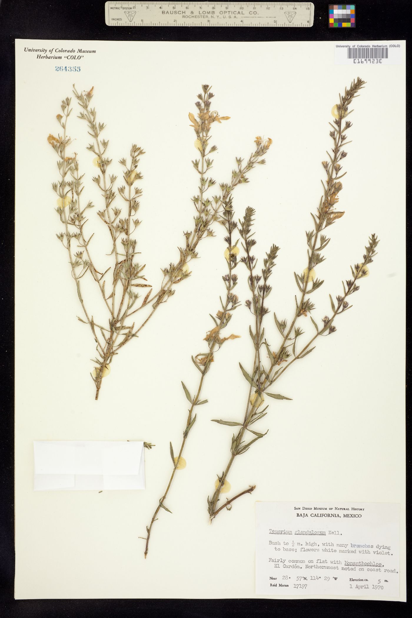 Teucrium glandulosum image