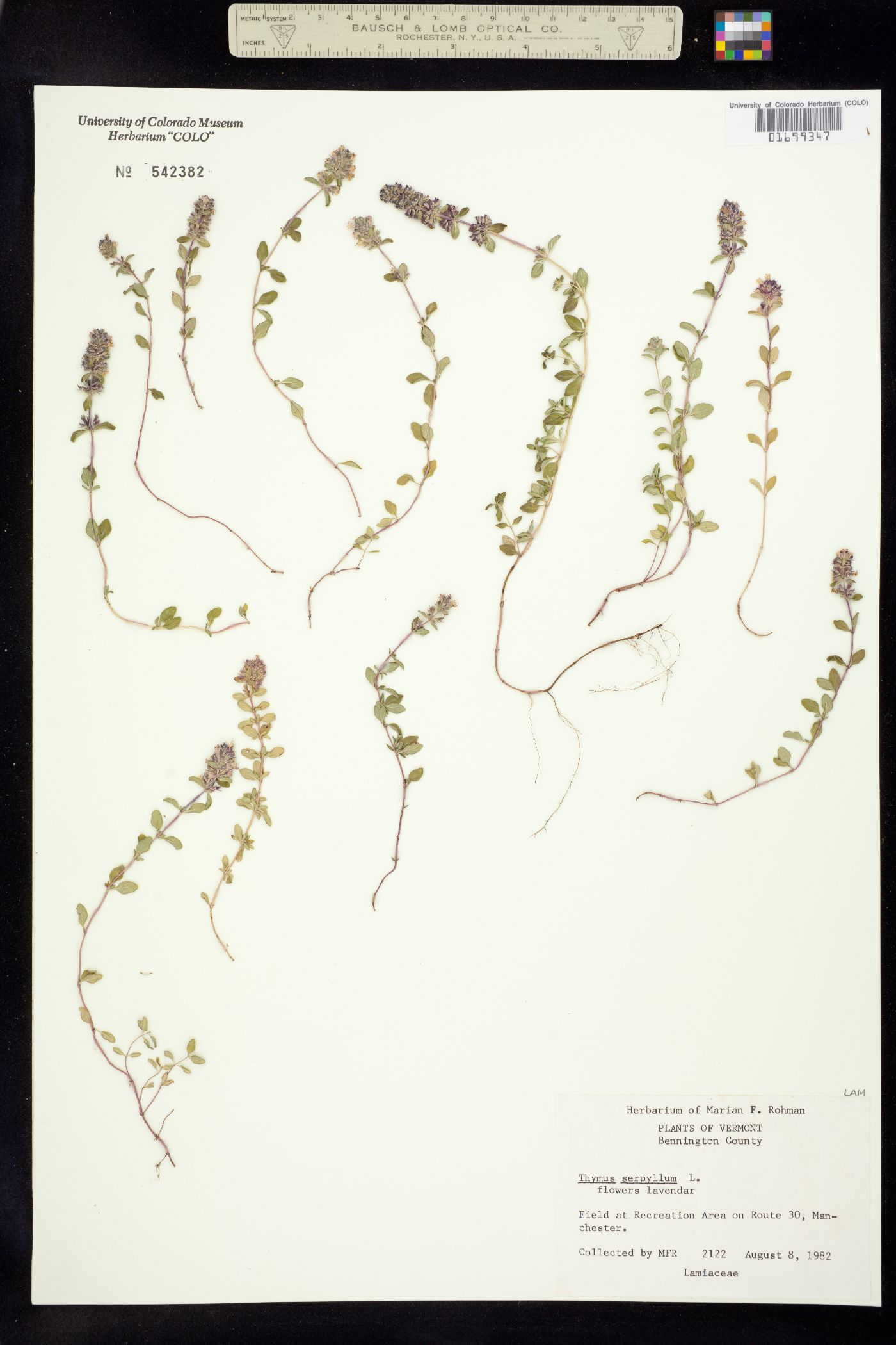 Thymus praecox ssp. arcticus image