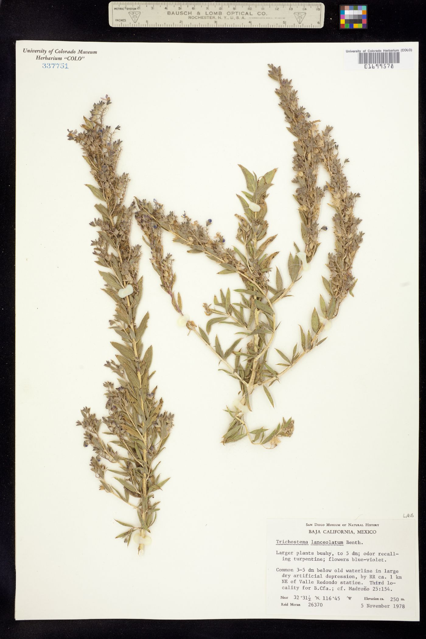 Trichostema lanceolatum image