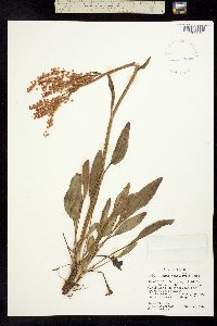 Acetosella paucifolia image