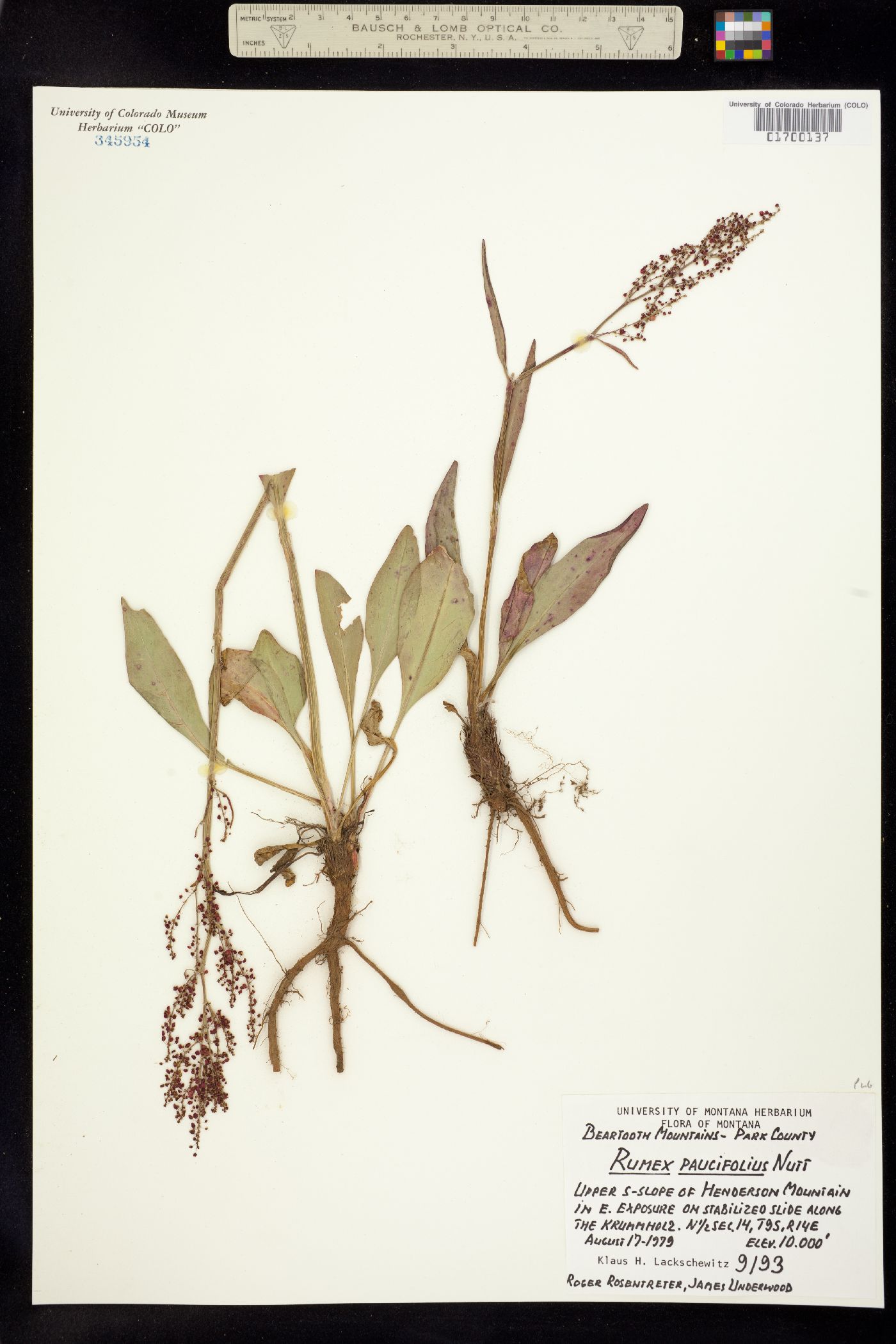 Rumex paucifolius image