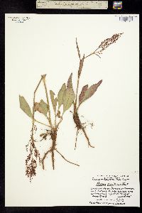 Acetosella paucifolia image