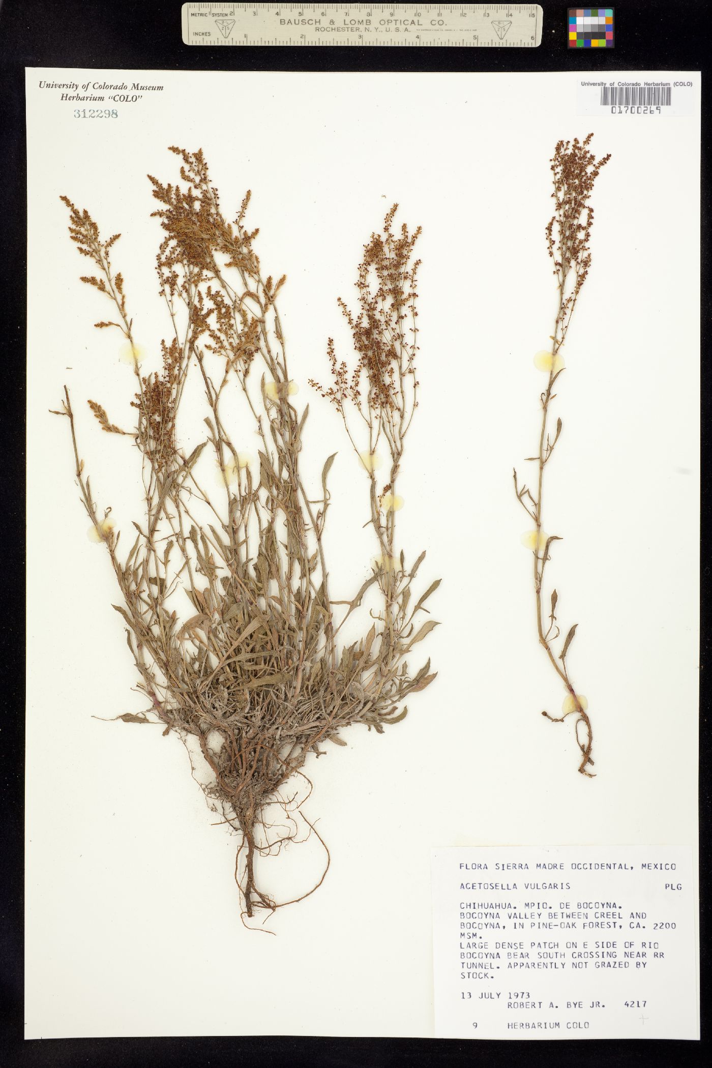 Rumex acetosella image
