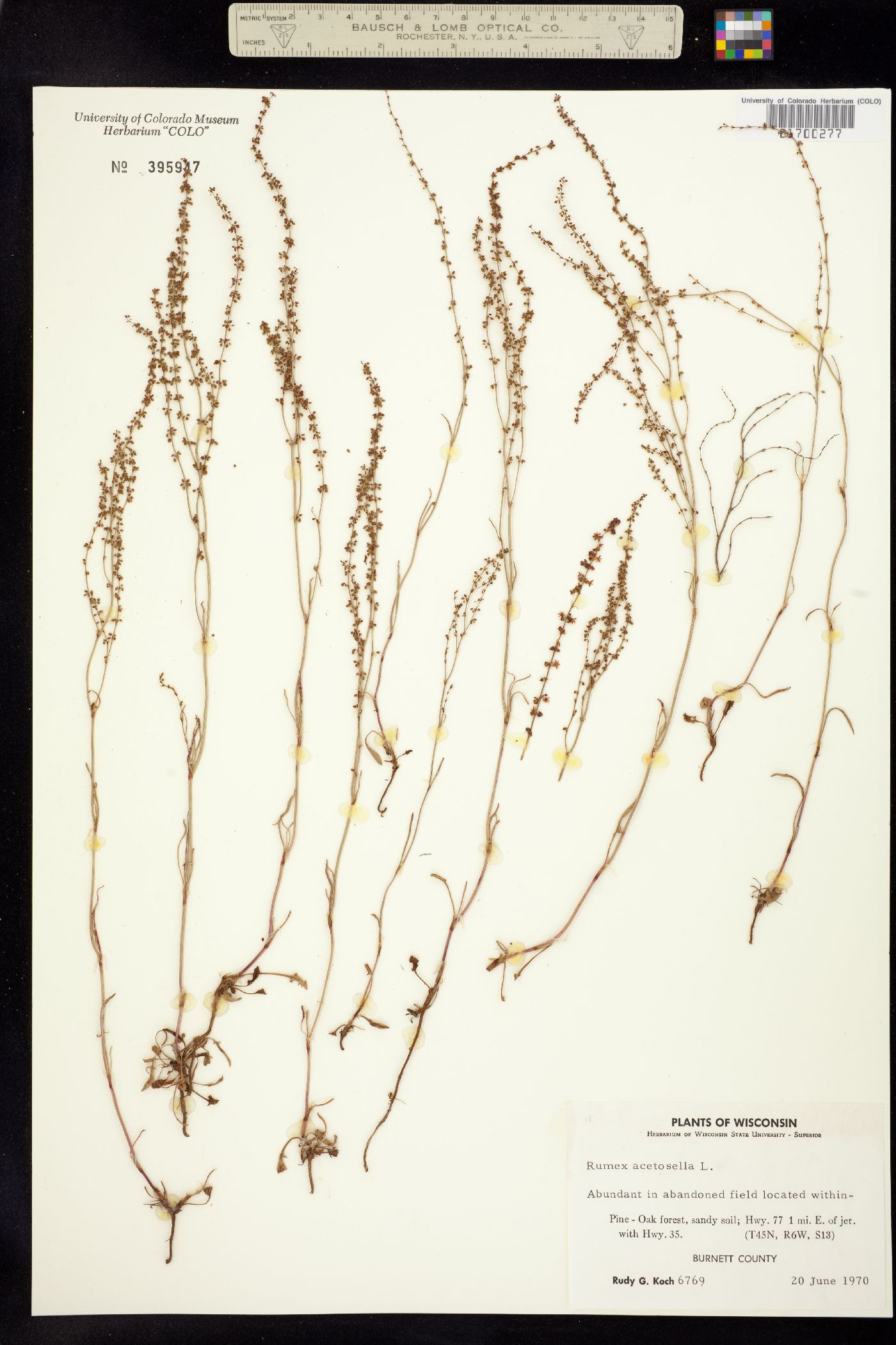Rumex acetosella image