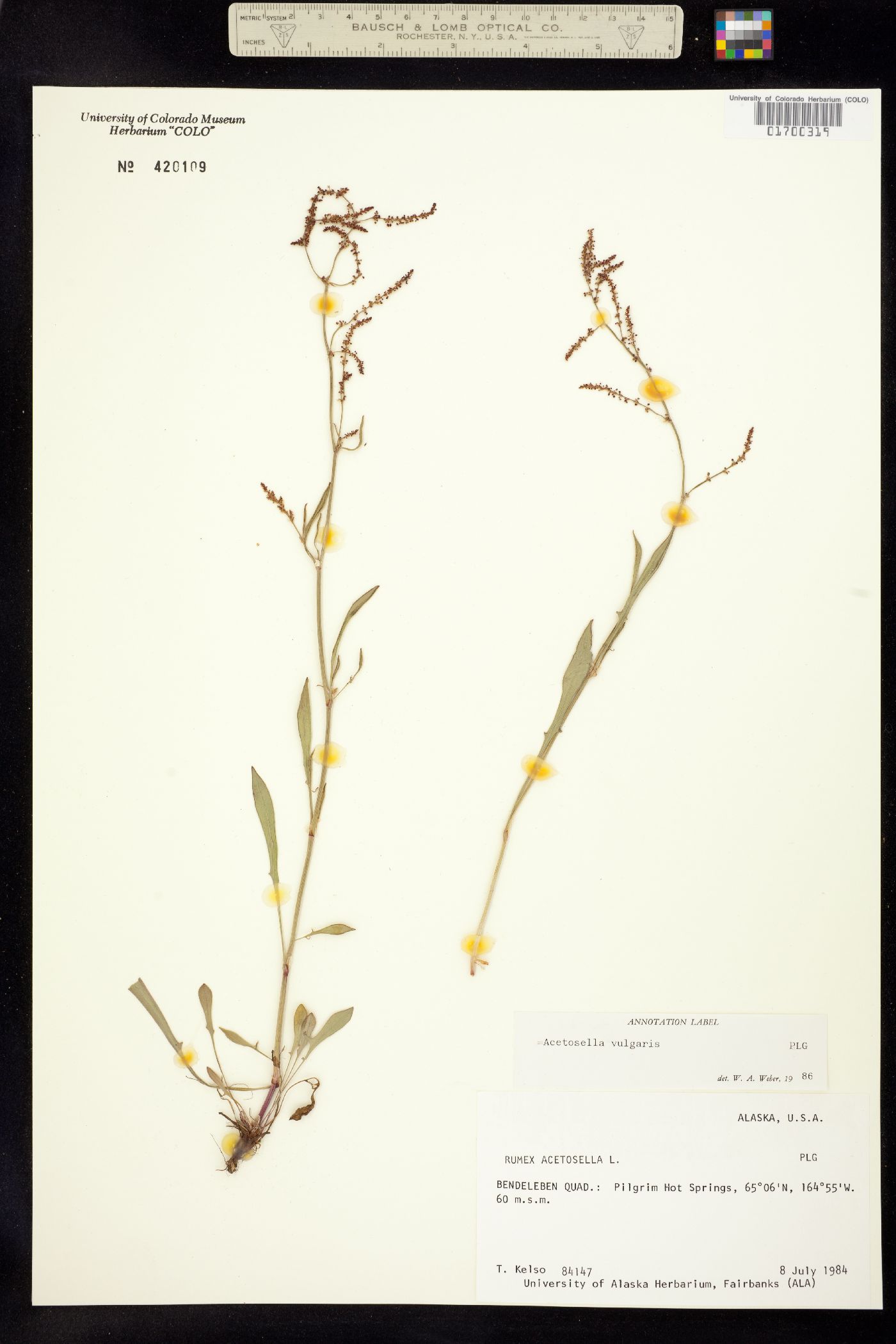 Rumex image