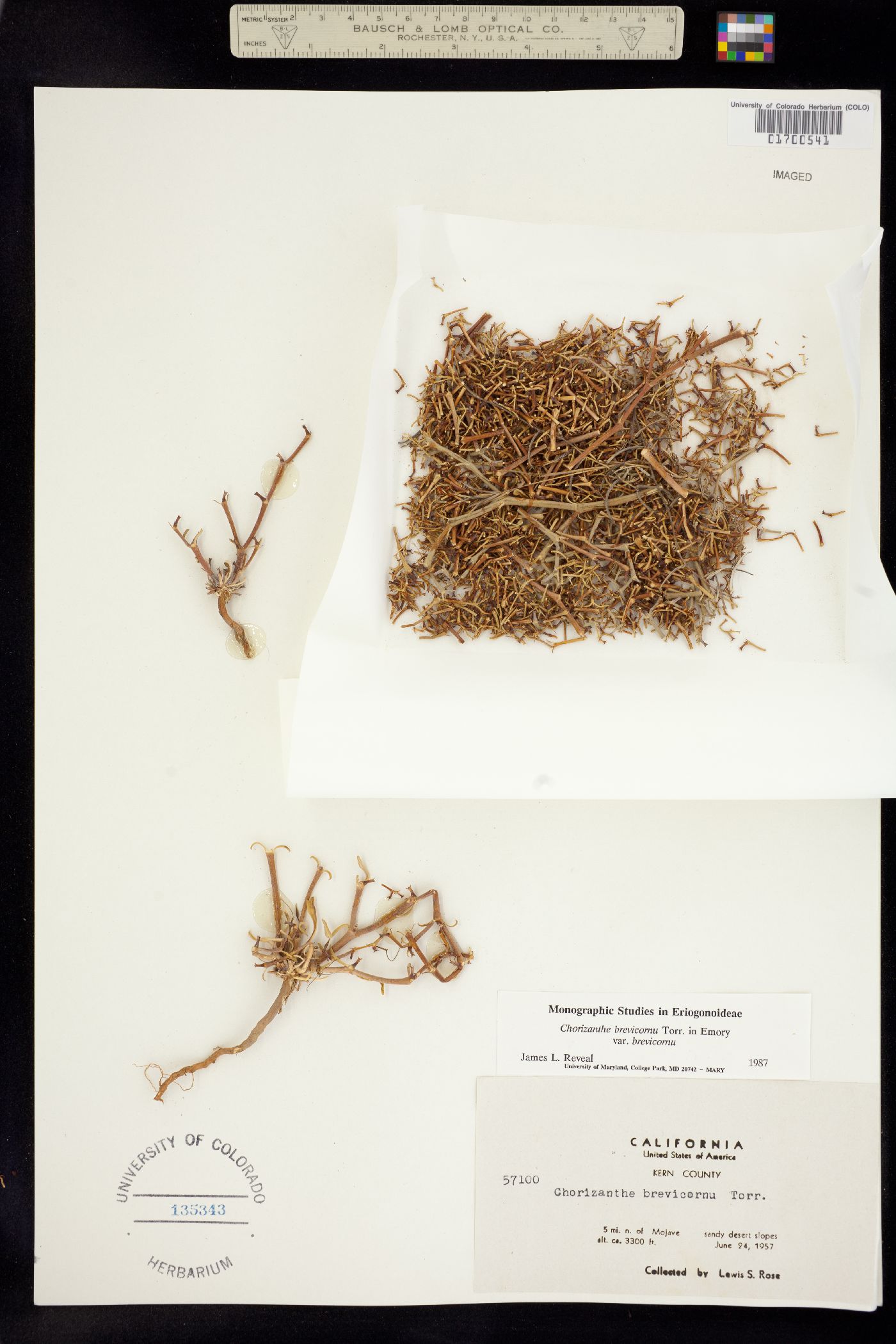 Chorizanthe brevicornu image