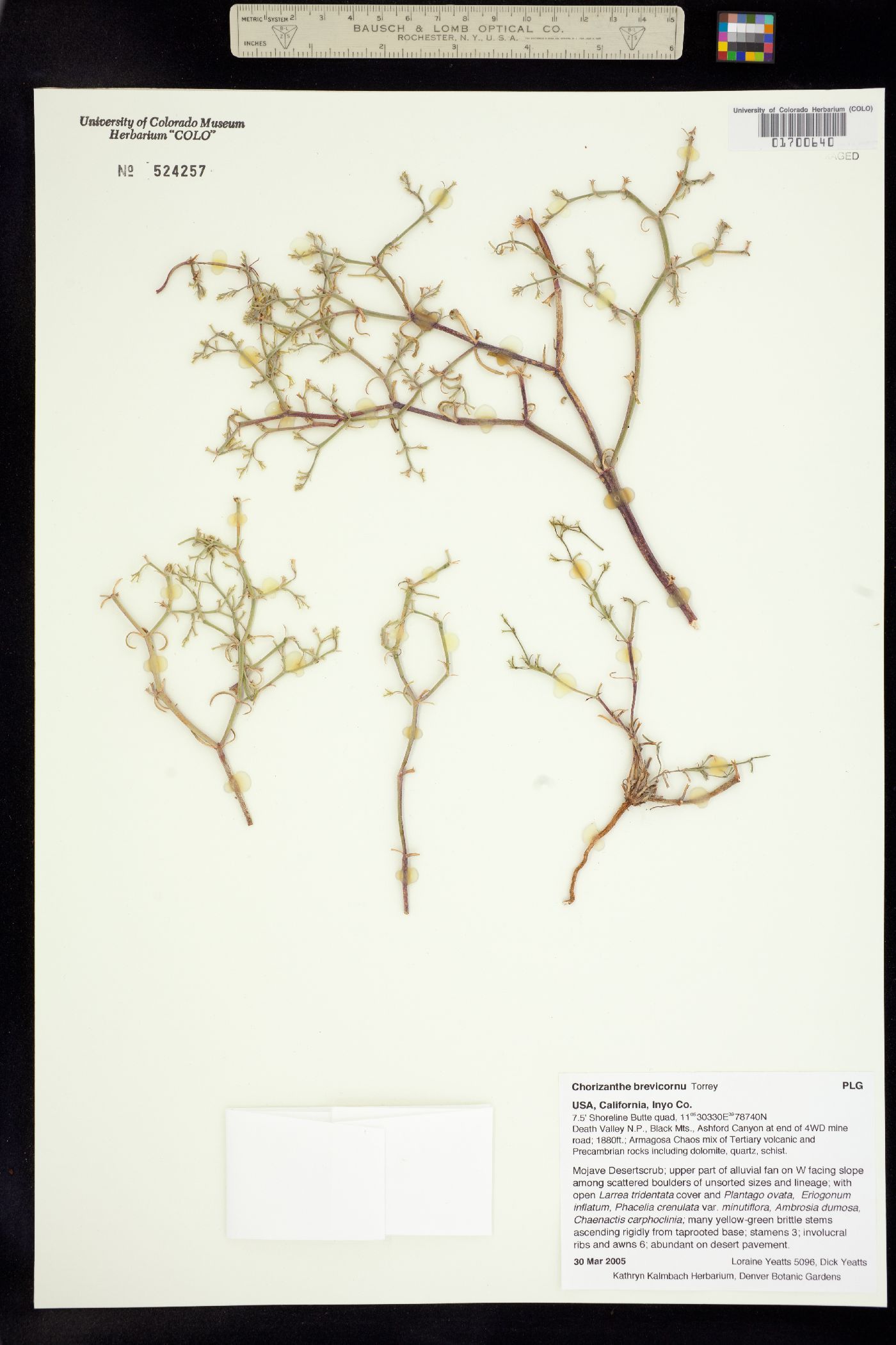 Chorizanthe brevicornu image