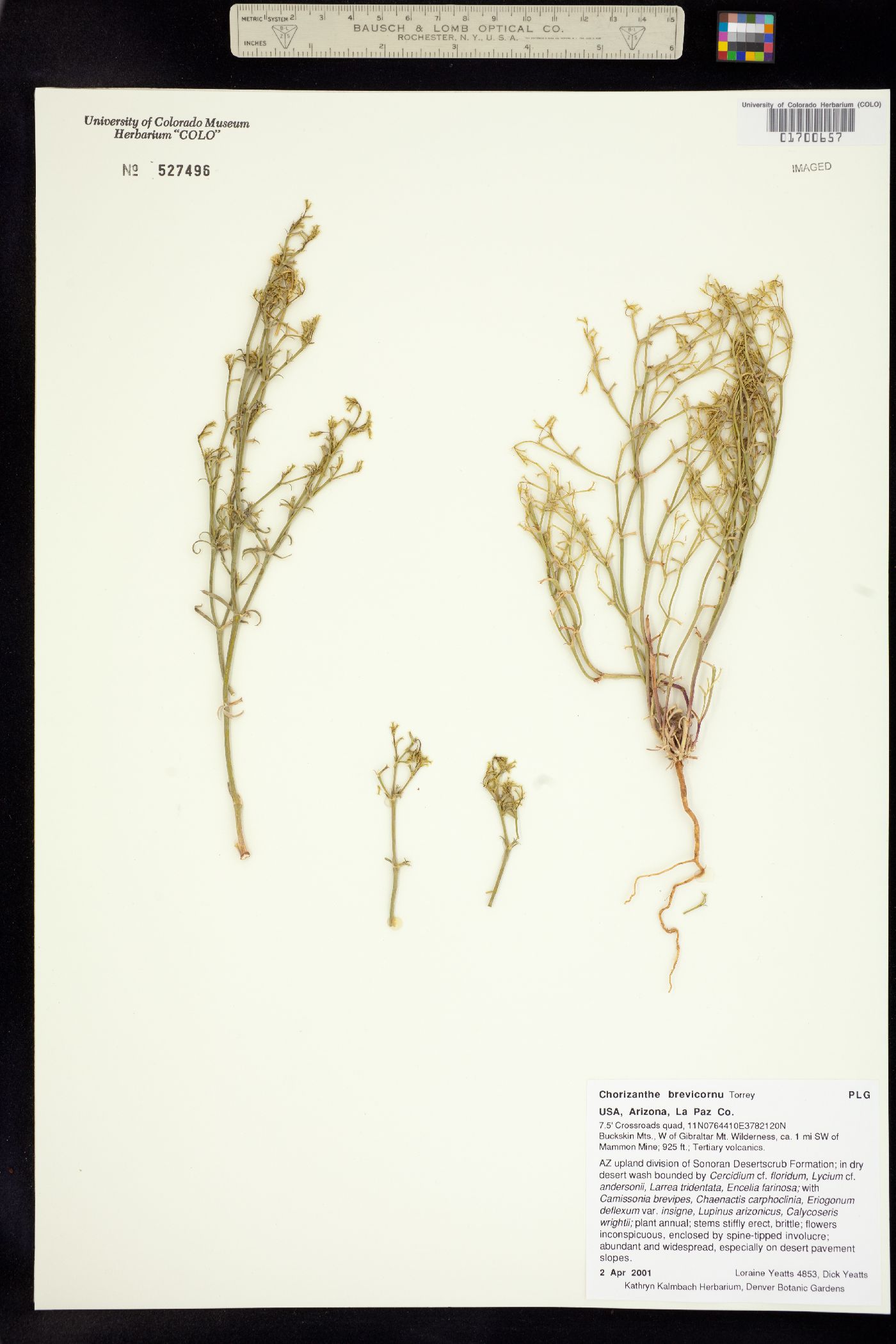 Chorizanthe brevicornu image