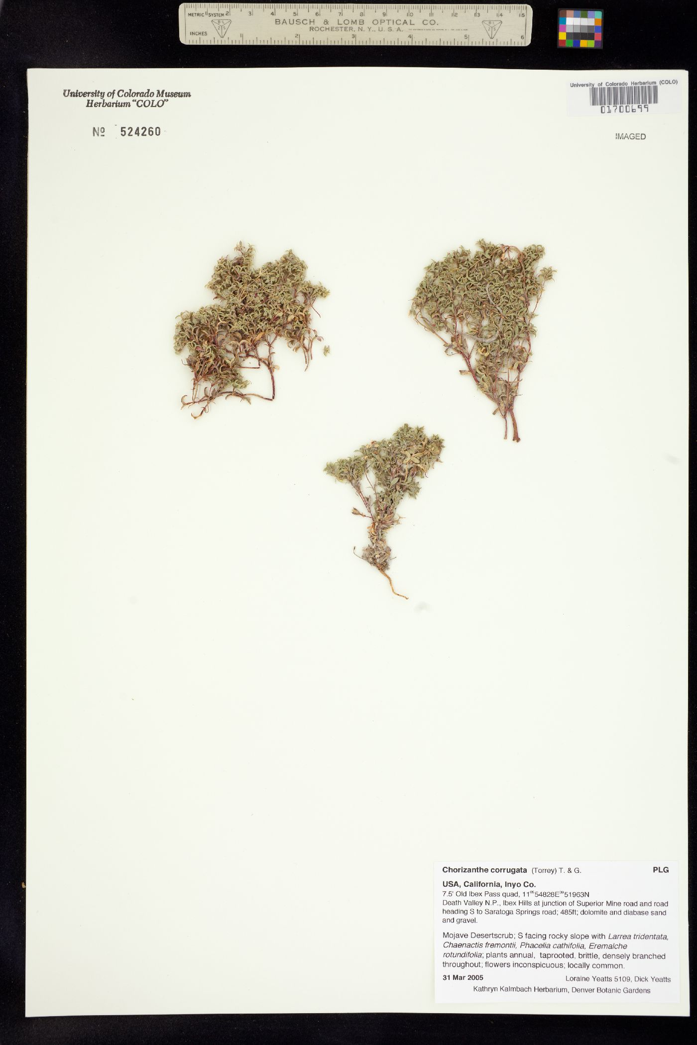 Chorizanthe corrugata image