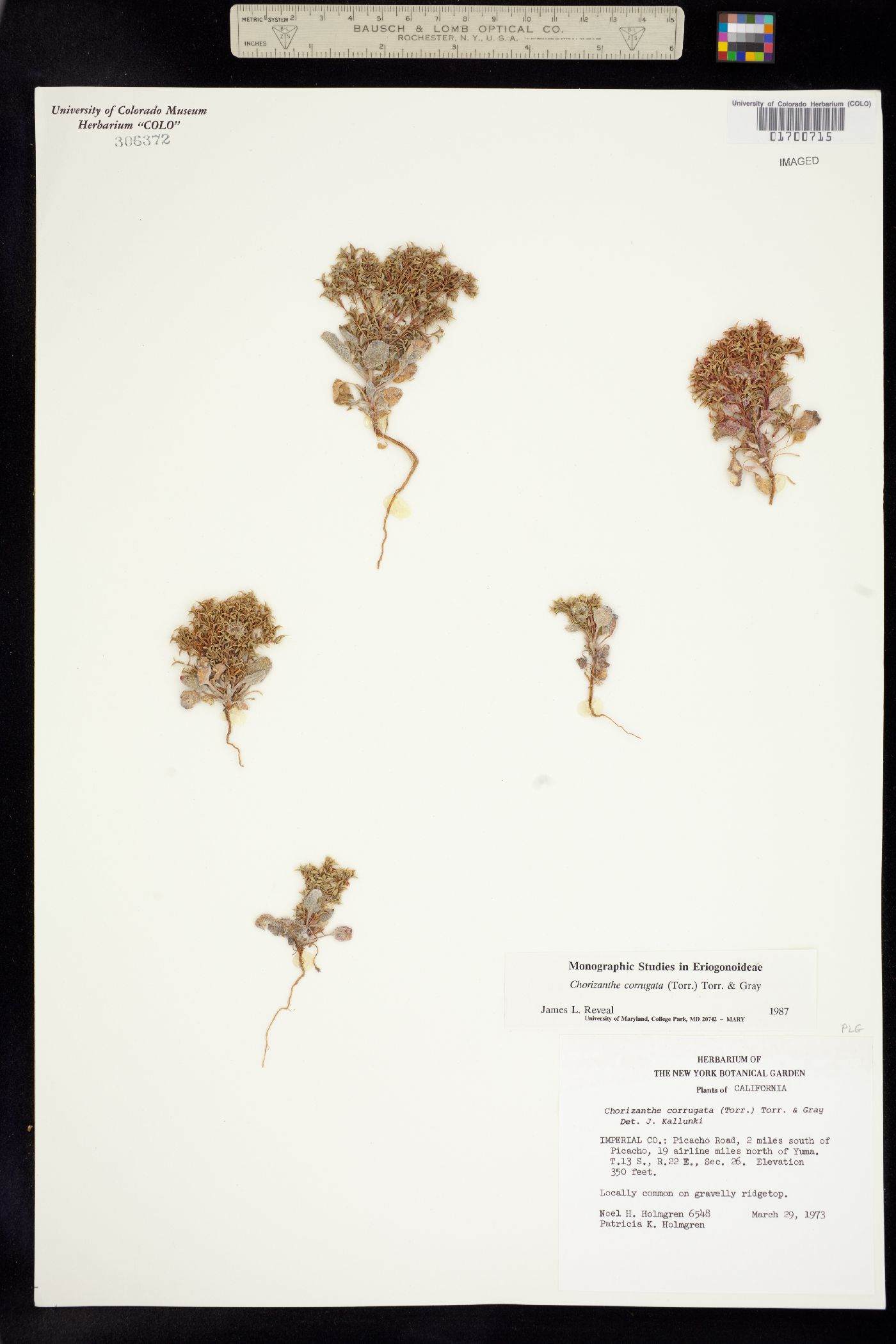 Chorizanthe corrugata image