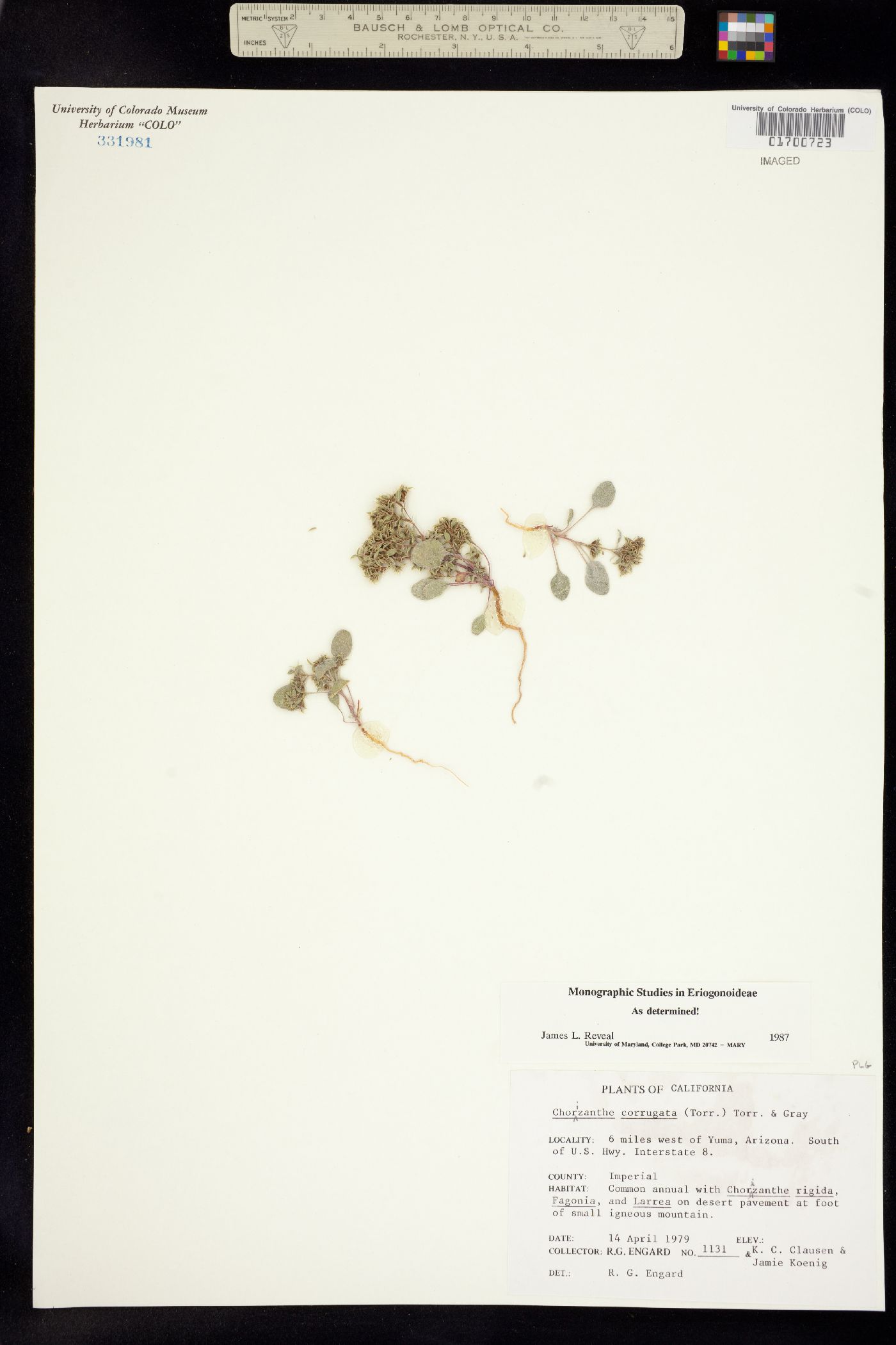 Chorizanthe corrugata image