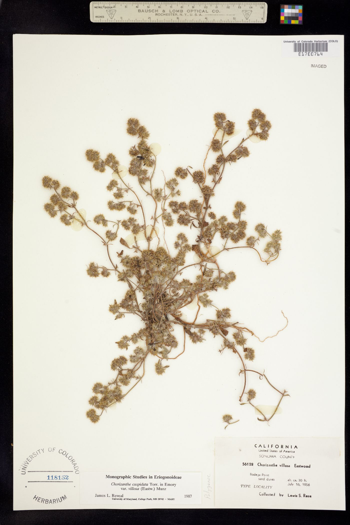 Chorizanthe cuspidata image