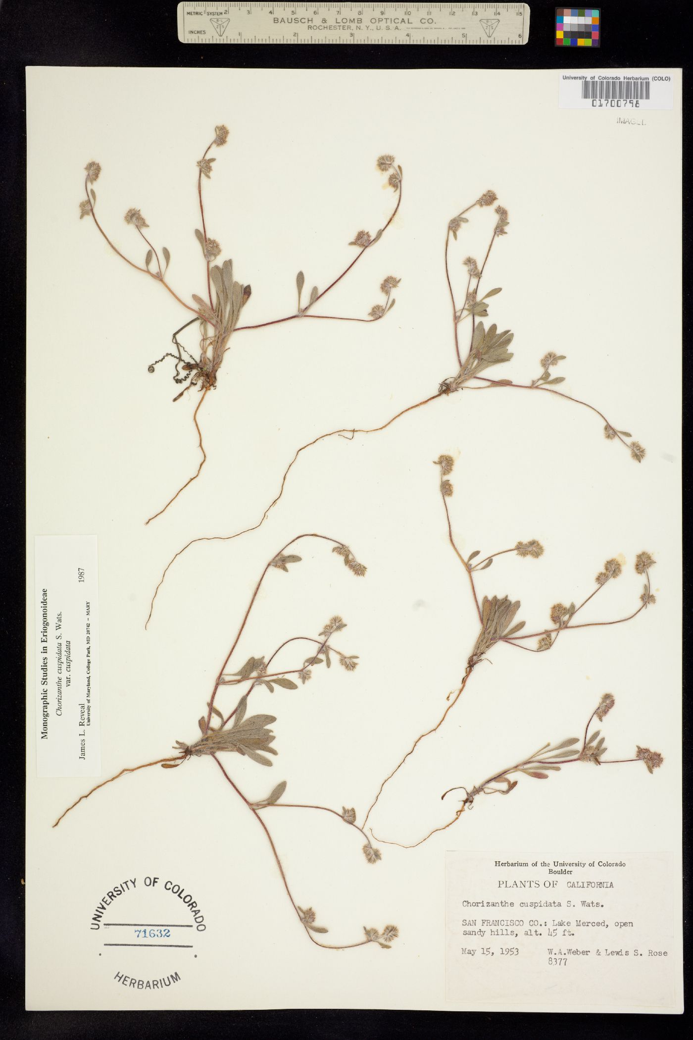 Chorizanthe cuspidata image