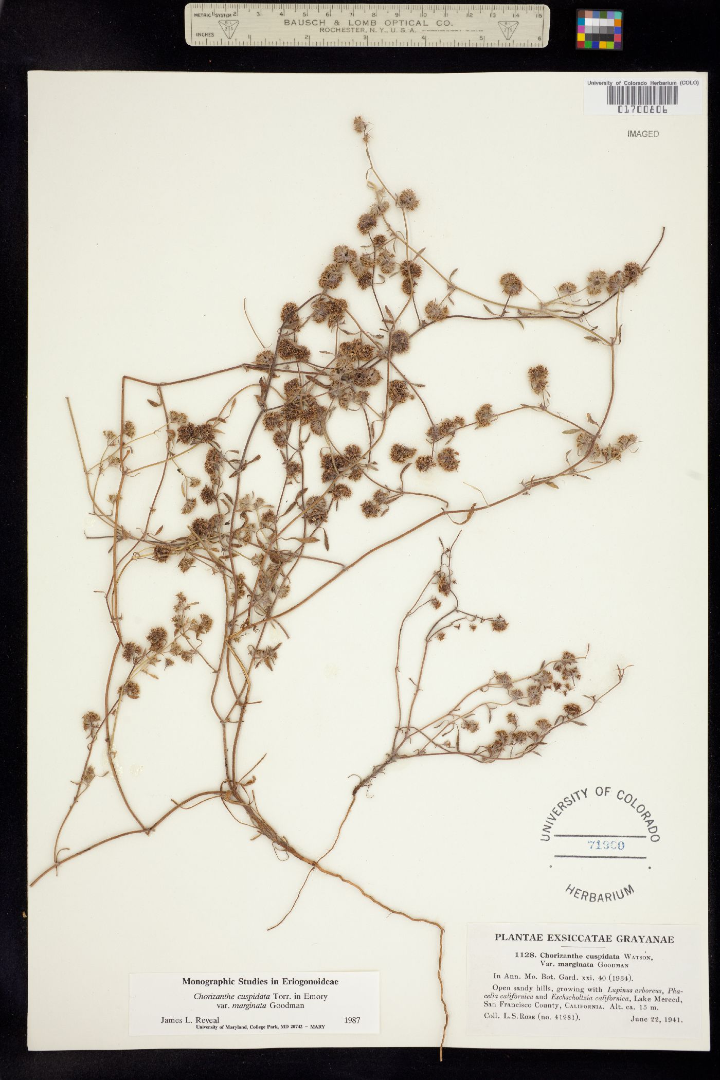 Chorizanthe cuspidata image