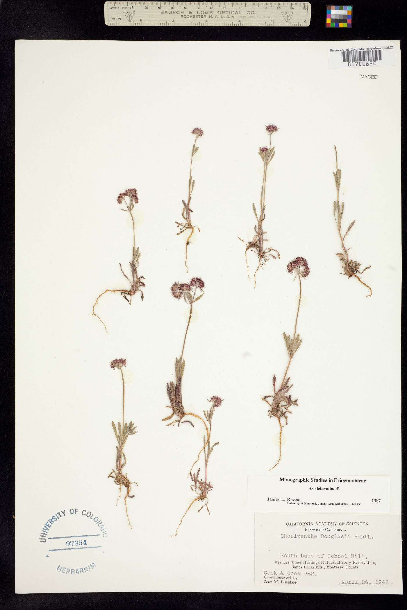 Chorizanthe douglasii image