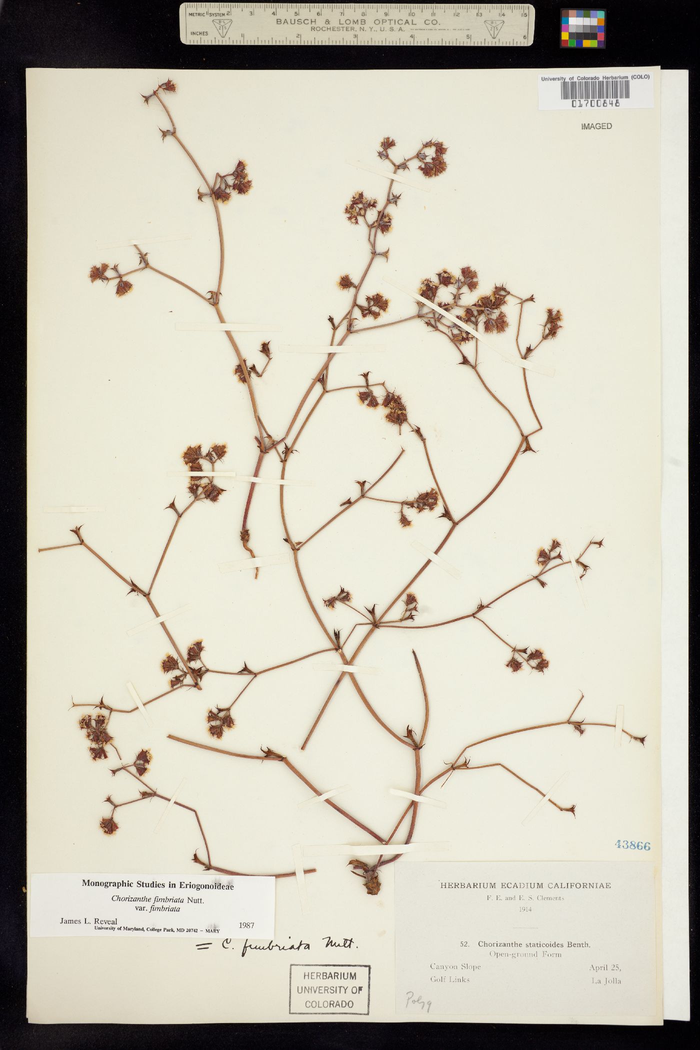 Chorizanthe fimbriata image