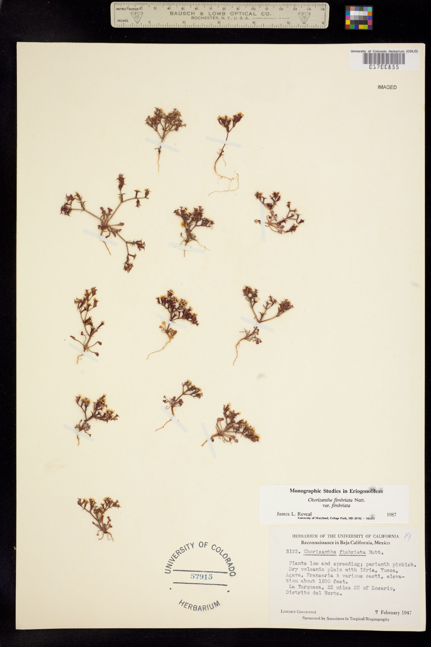 Chorizanthe fimbriata image