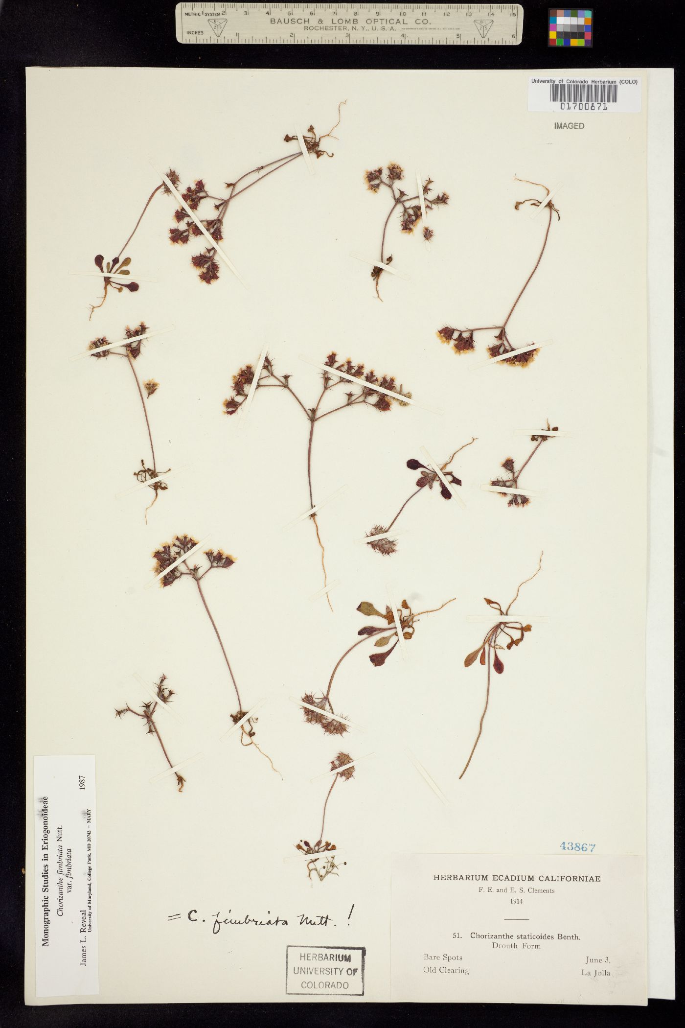 Chorizanthe fimbriata image