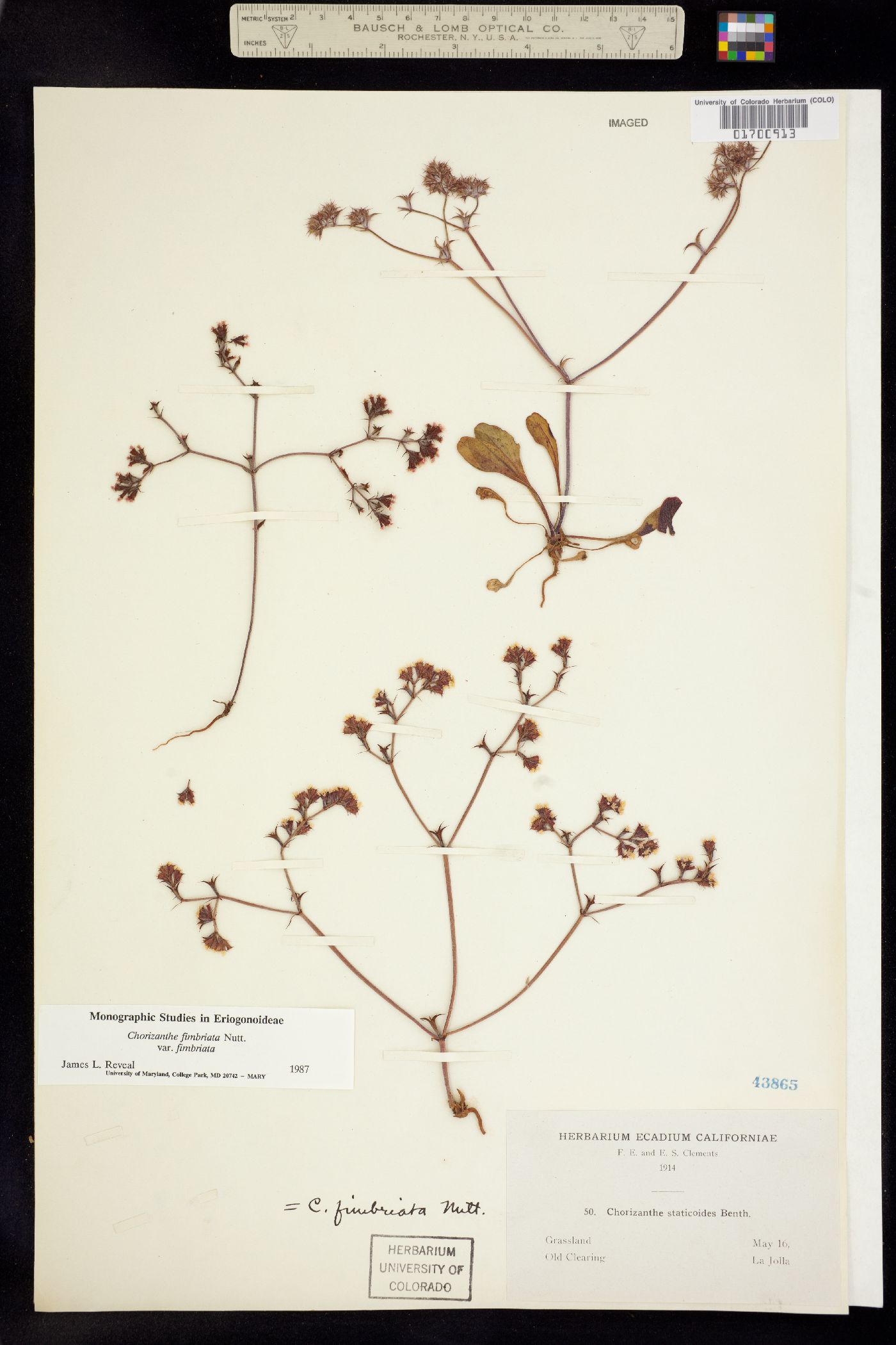 Chorizanthe fimbriata image