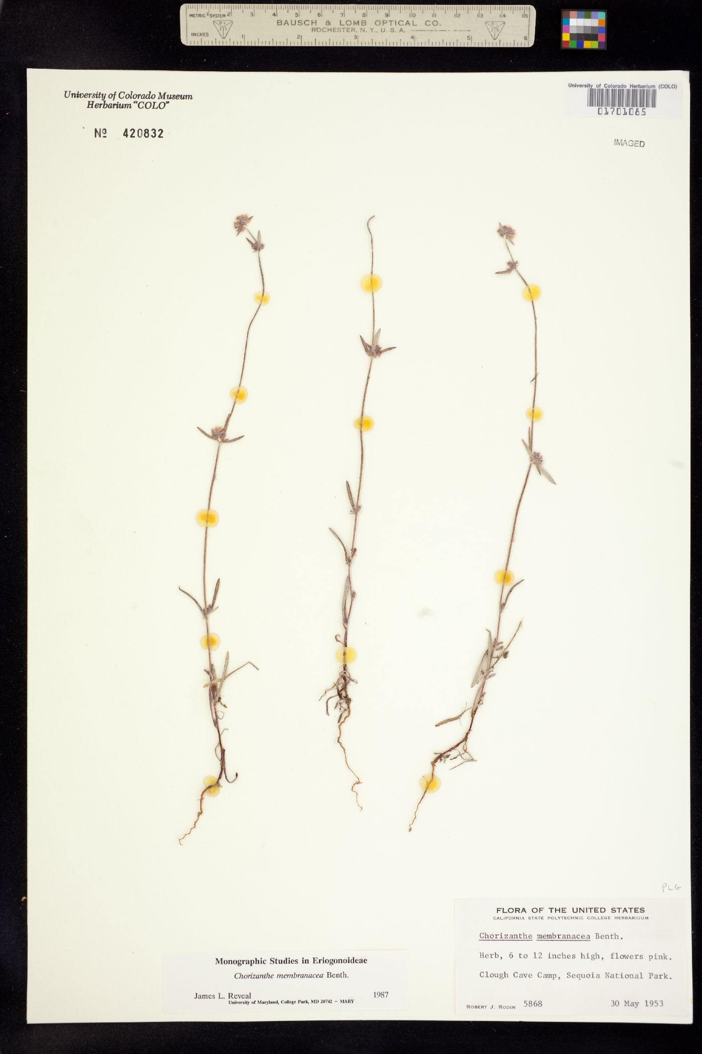 Chorizanthe membranacea image
