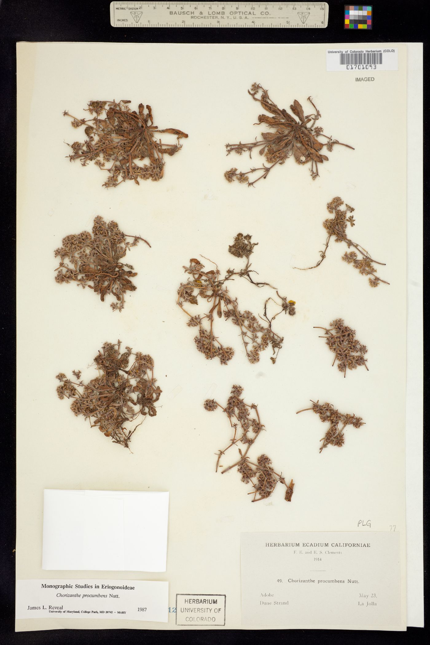 Chorizanthe procumbens image