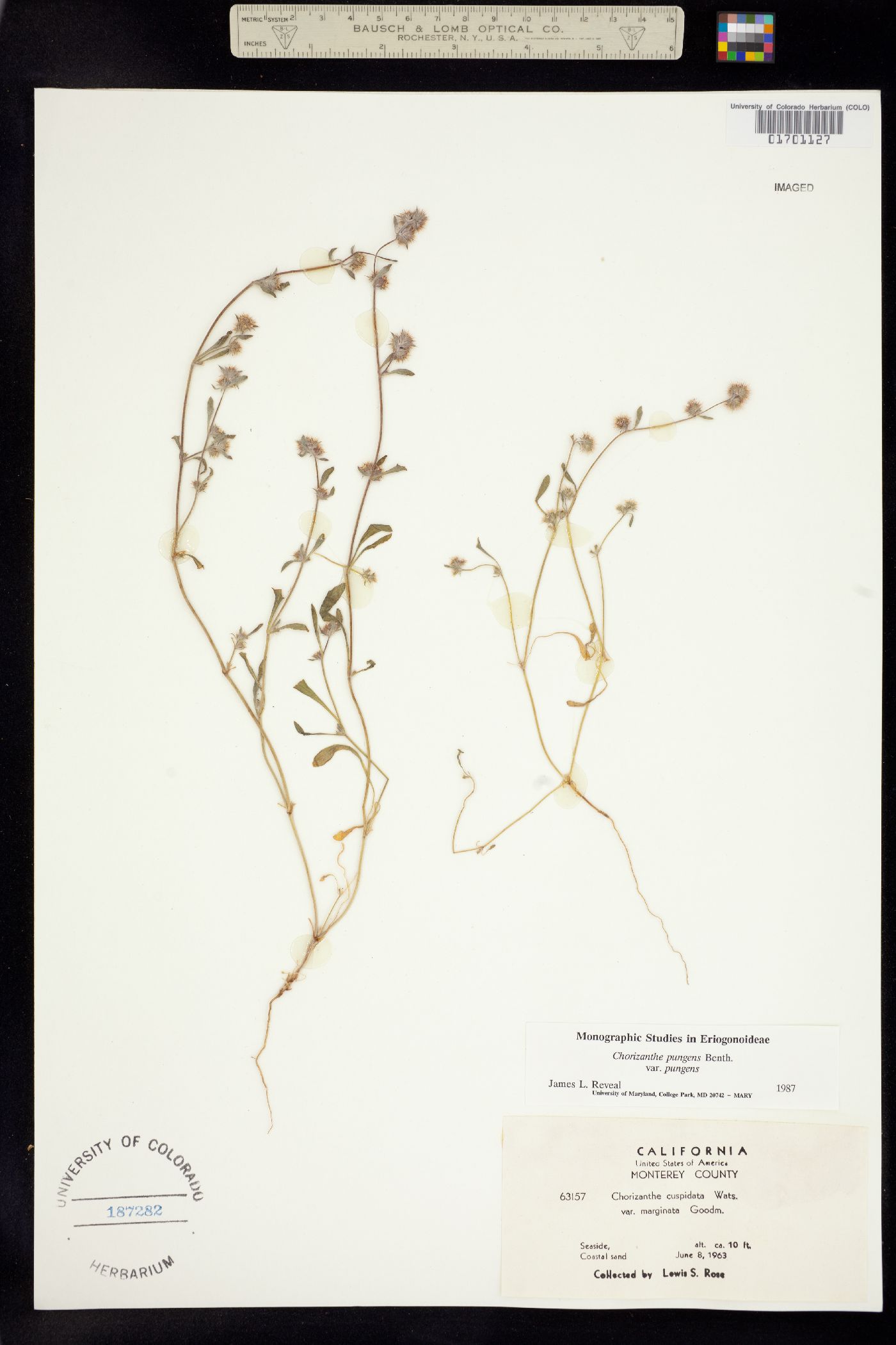 Chorizanthe pungens image