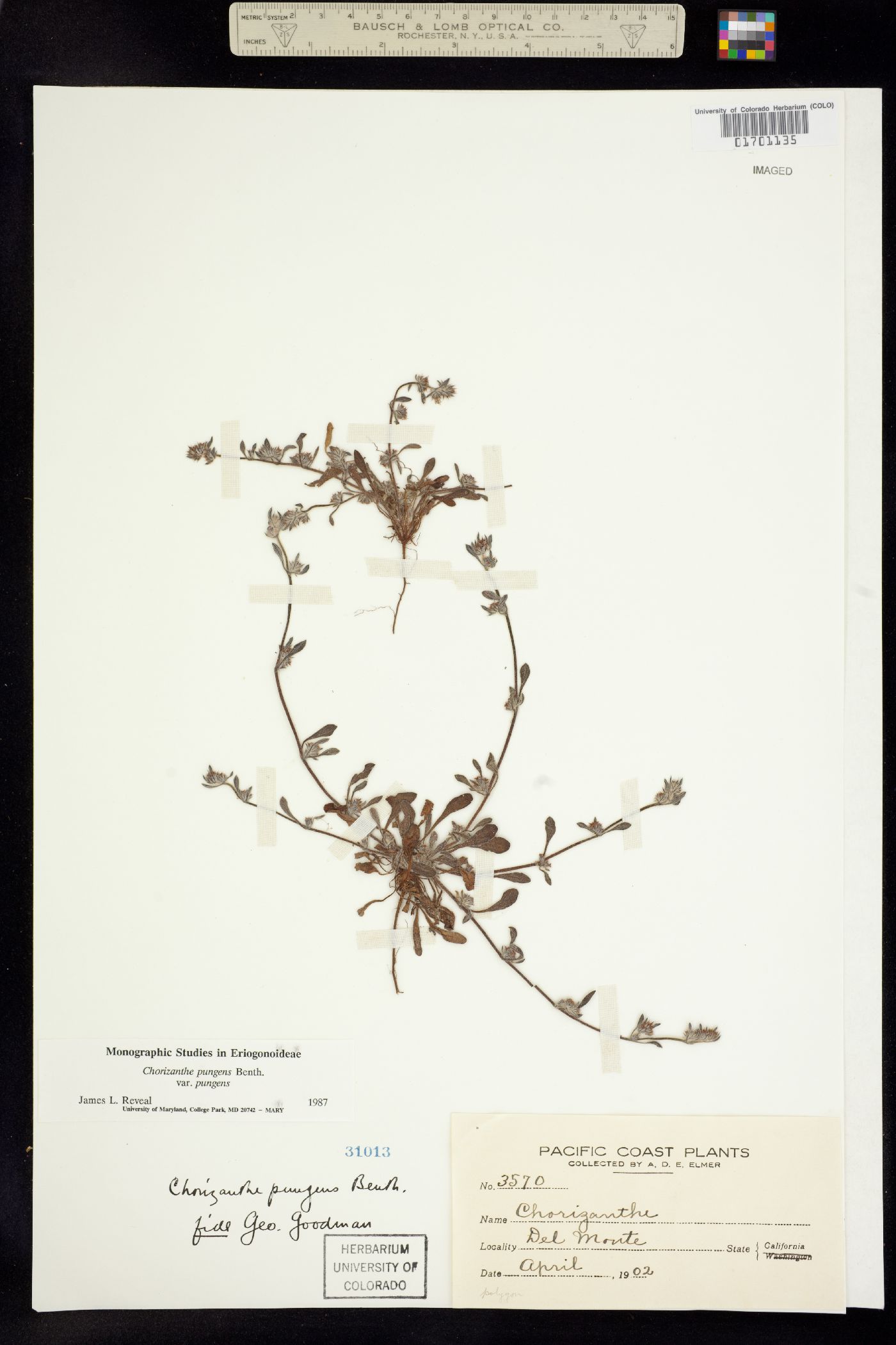 Chorizanthe pungens image