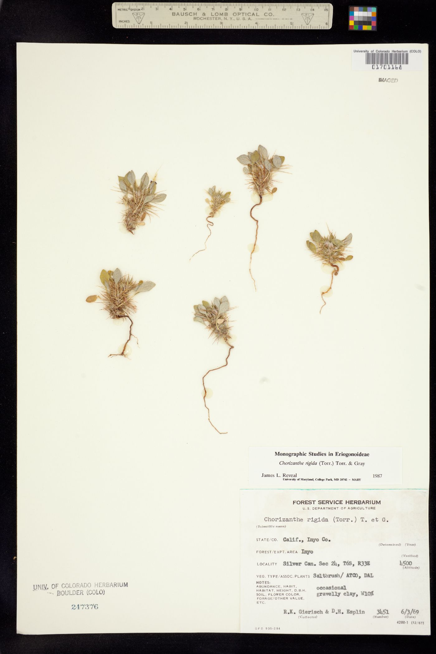 Chorizanthe rigida image