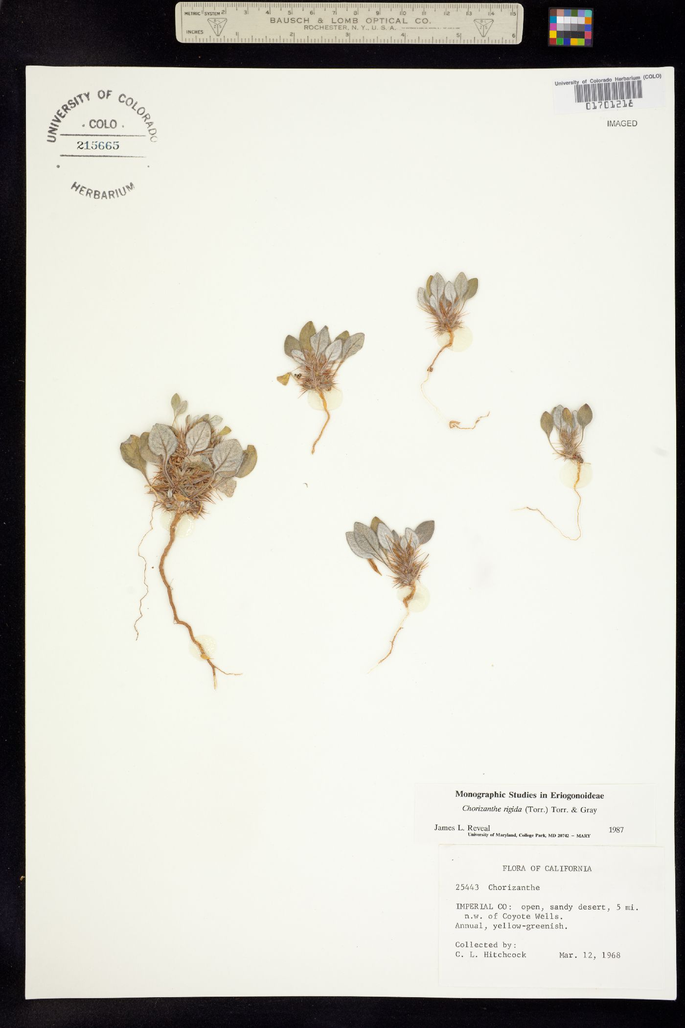 Chorizanthe rigida image