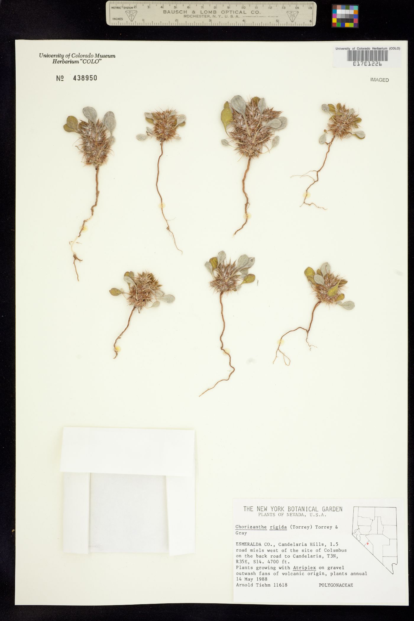 Chorizanthe rigida image